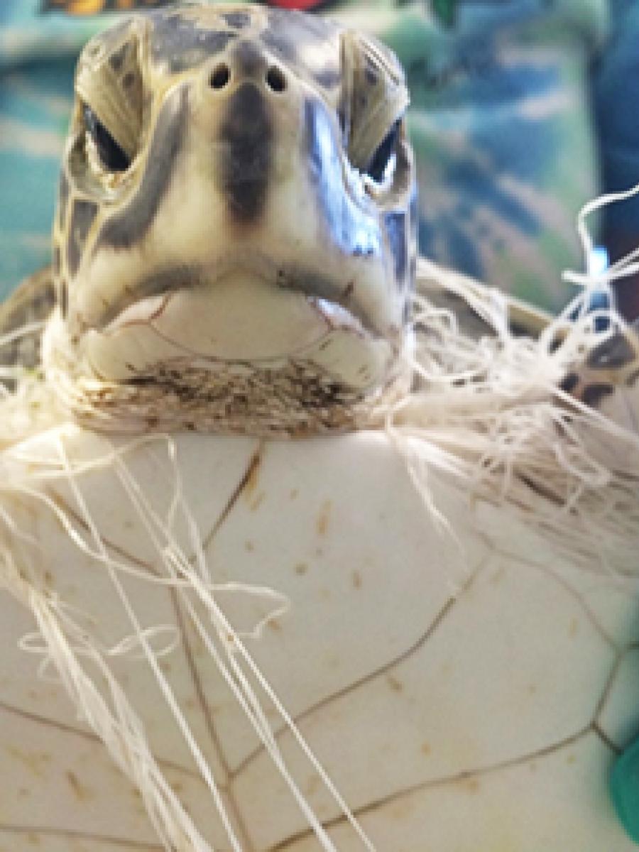 Turtle